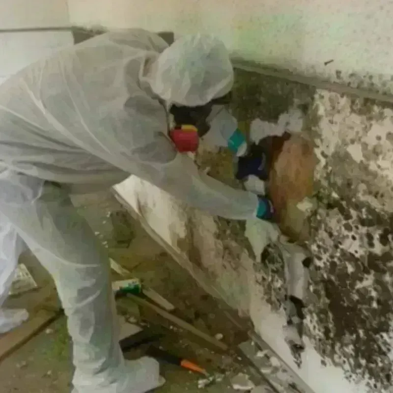 Mold Remediation and Removal in Jasper County, MO